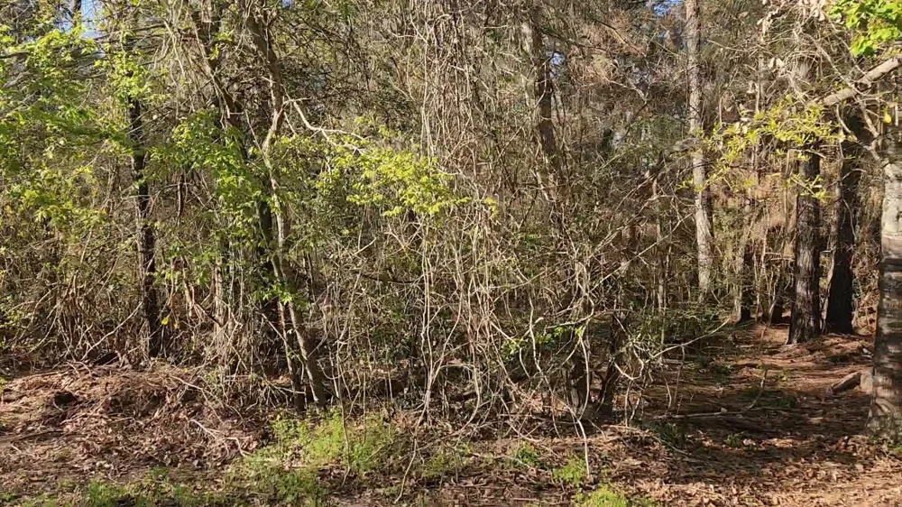 7 Sweetleaf Lane Plantersville, TX 77363