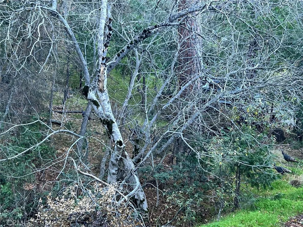 Snowy Creek Way Coarsegold, CA 93614