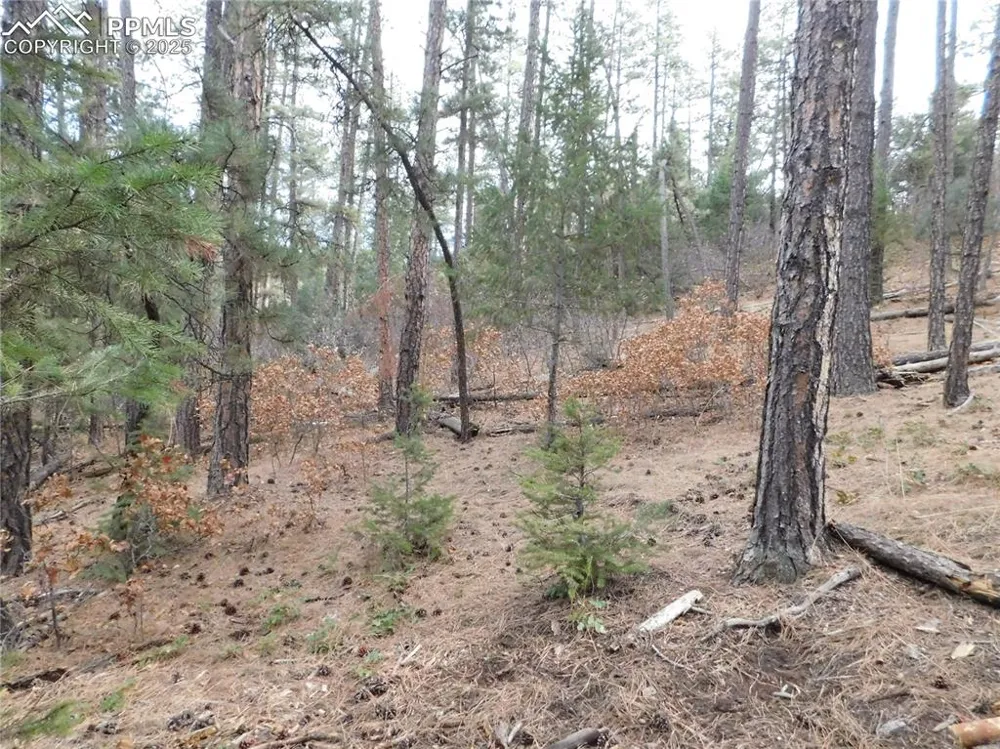 8139 Bannock Drive Larkspur, CO 80118