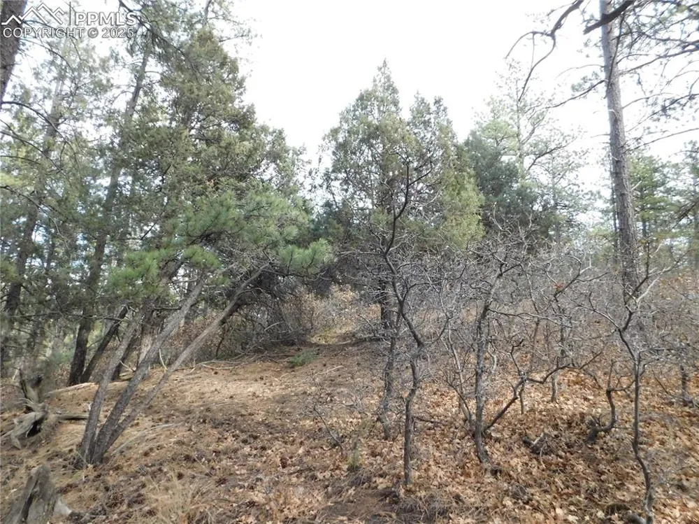 8139 Bannock Drive Larkspur, CO 80118