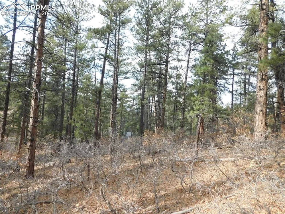 8139 Bannock Drive Larkspur, CO 80118