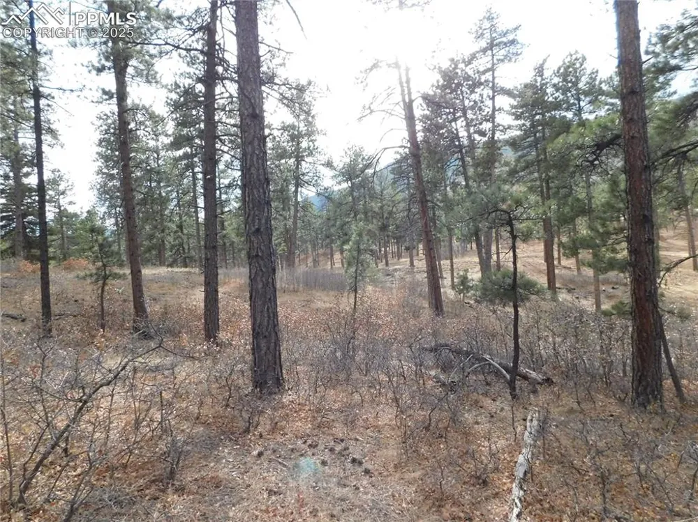 8139 Bannock Drive Larkspur, CO 80118