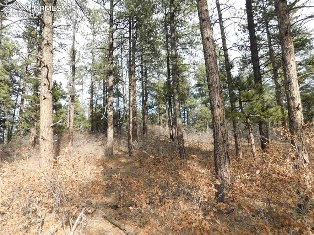 8139 Bannock Drive Larkspur, CO 80118