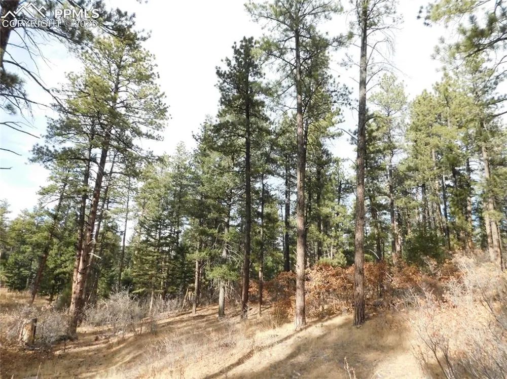 8139 Bannock Drive Larkspur, CO 80118