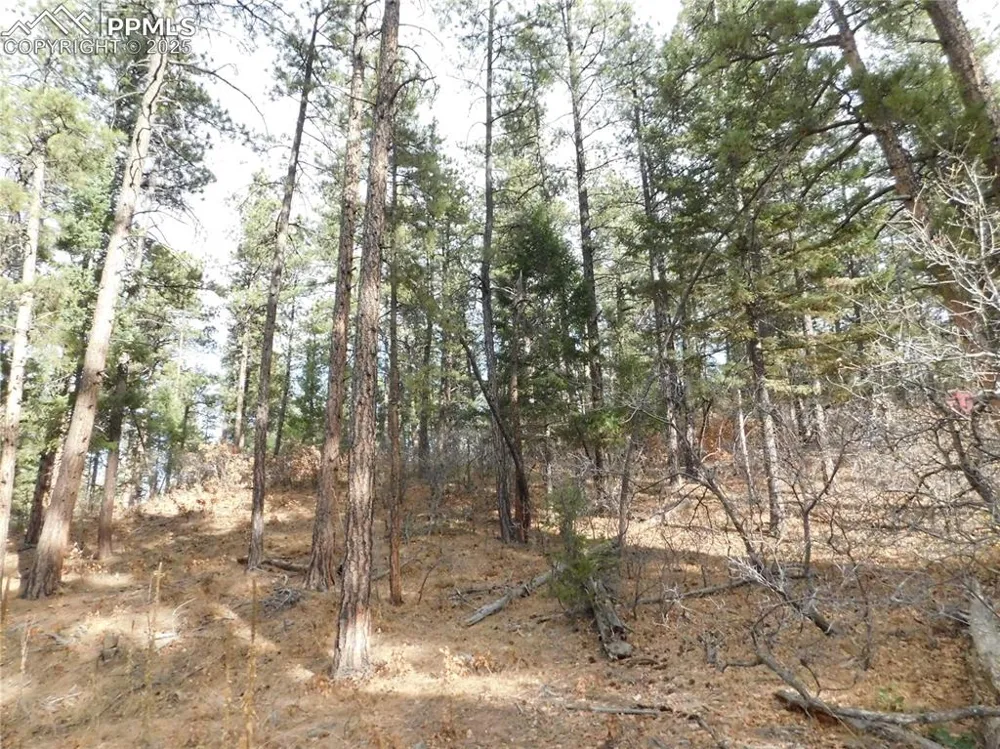 8139 Bannock Drive Larkspur, CO 80118