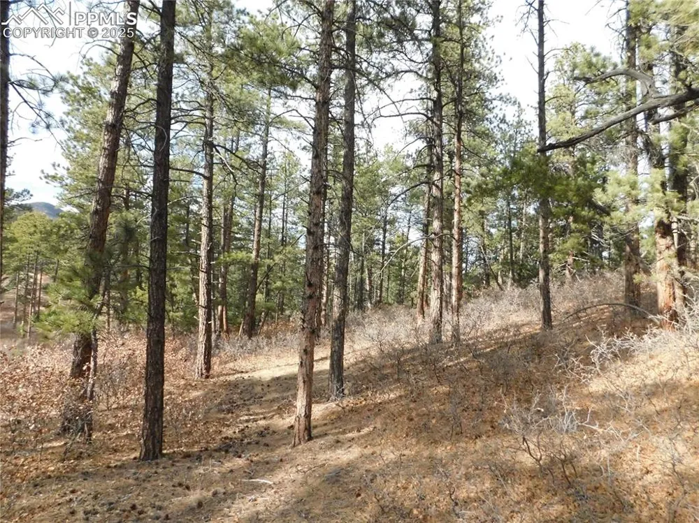 8139 Bannock Drive Larkspur, CO 80118