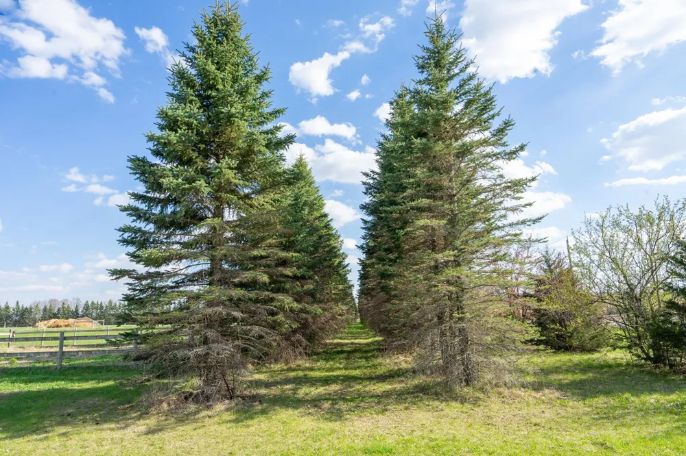 33896 County 21 Browerville, MN 56438