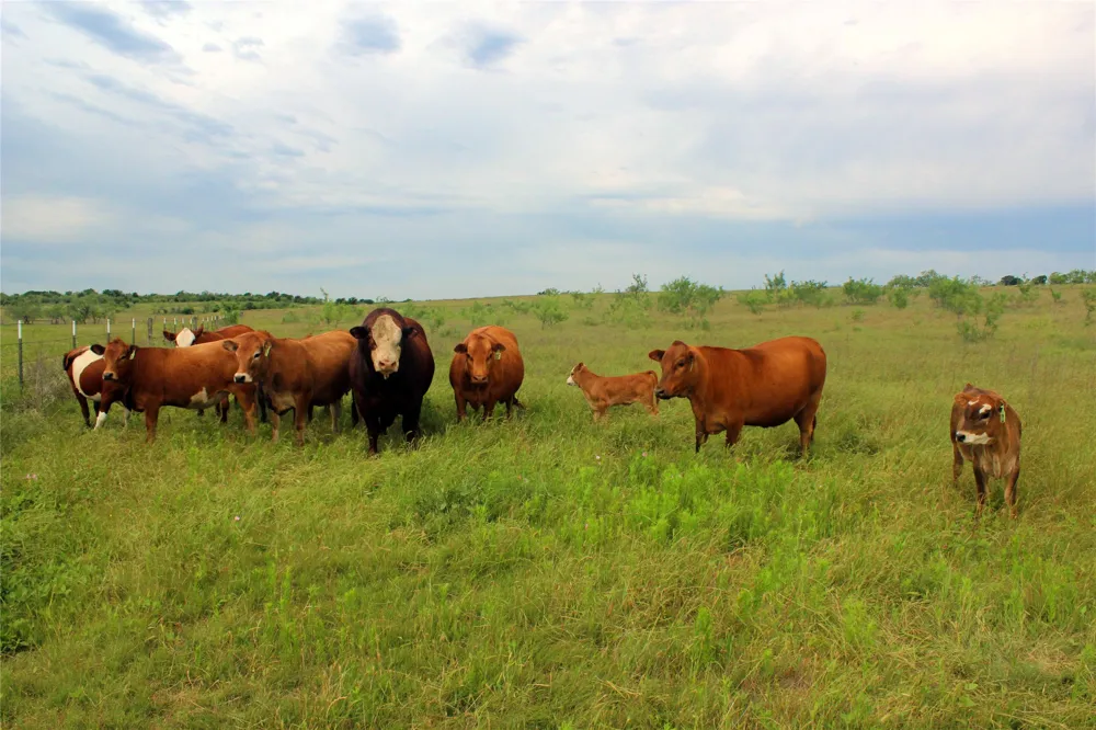 21481 SW County Road 4040 Dawson, TX 76639