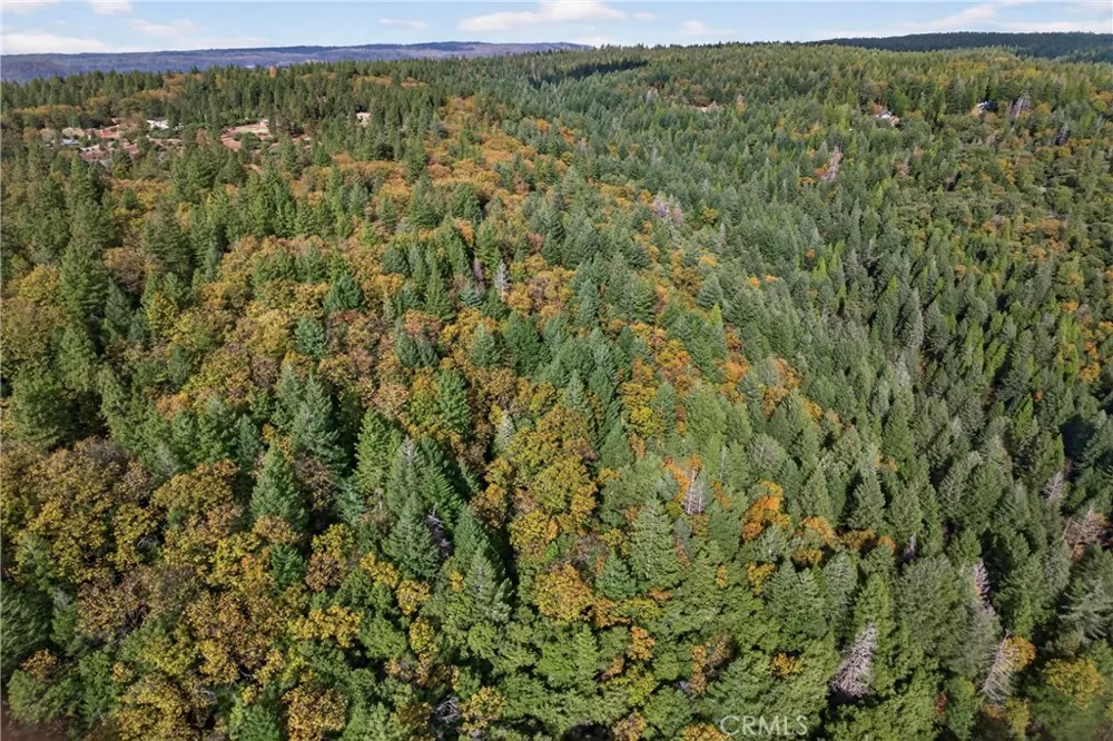 Burgundy Lane Forest Ranch, CA 95942
