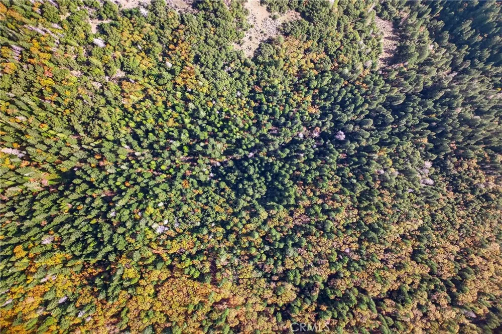 Burgundy Lane Forest Ranch, CA 95942