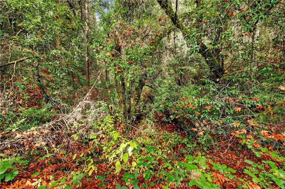 Burgundy Lane Forest Ranch, CA 95942