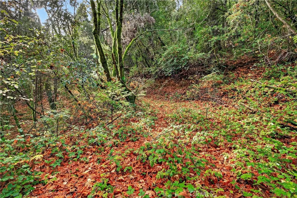 Burgundy Lane Forest Ranch, CA 95942