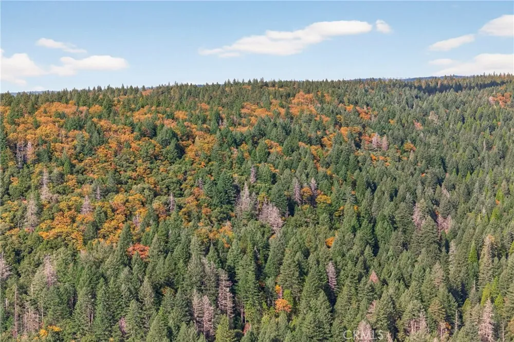 Burgundy Lane Forest Ranch, CA 95942