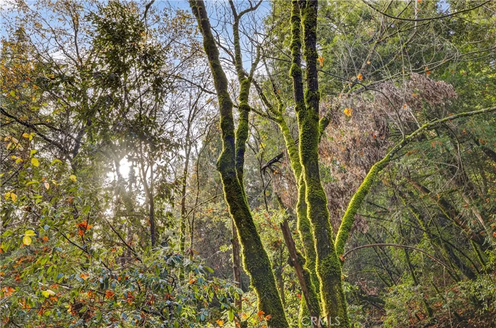 Burgundy Lane Forest Ranch, CA 95942
