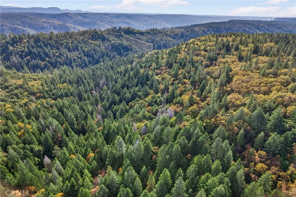 Burgundy Lane Forest Ranch, CA 95942
