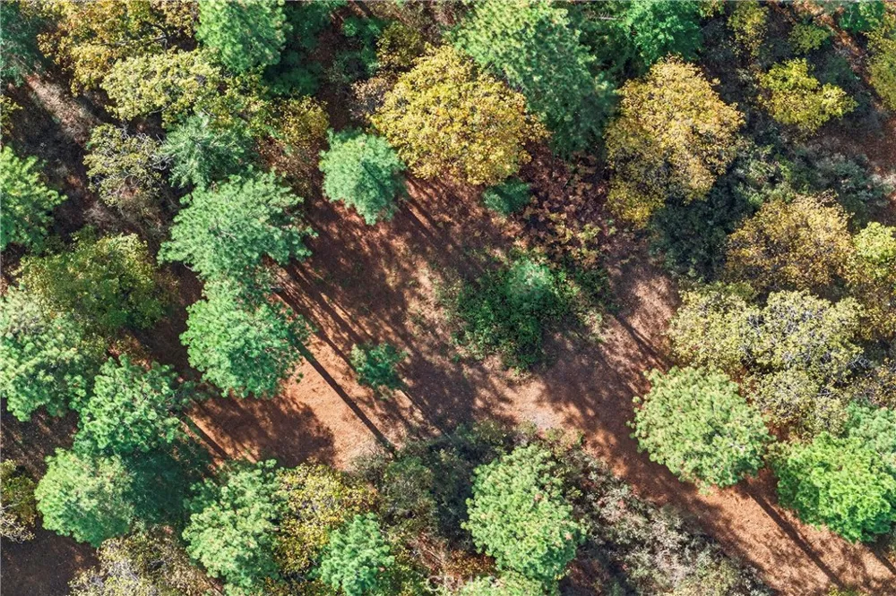 Burgundy Lane Forest Ranch, CA 95942