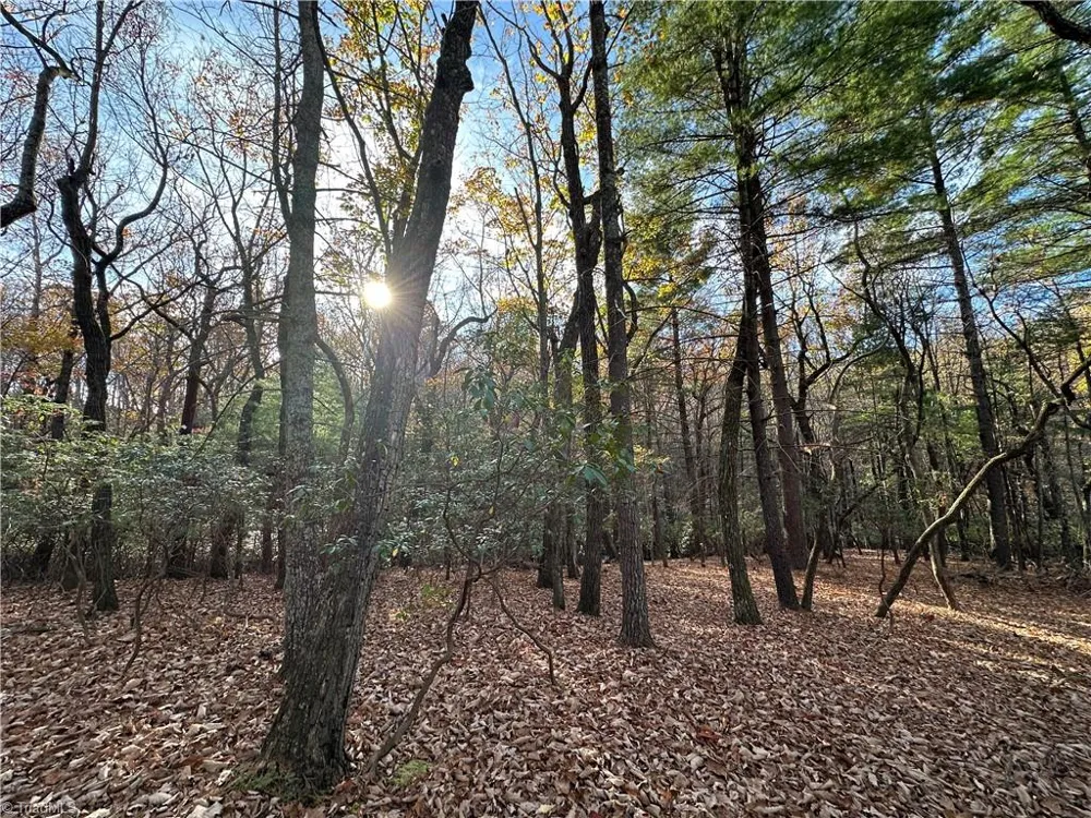 TBD Courtland Lane Lowgap, NC 27024