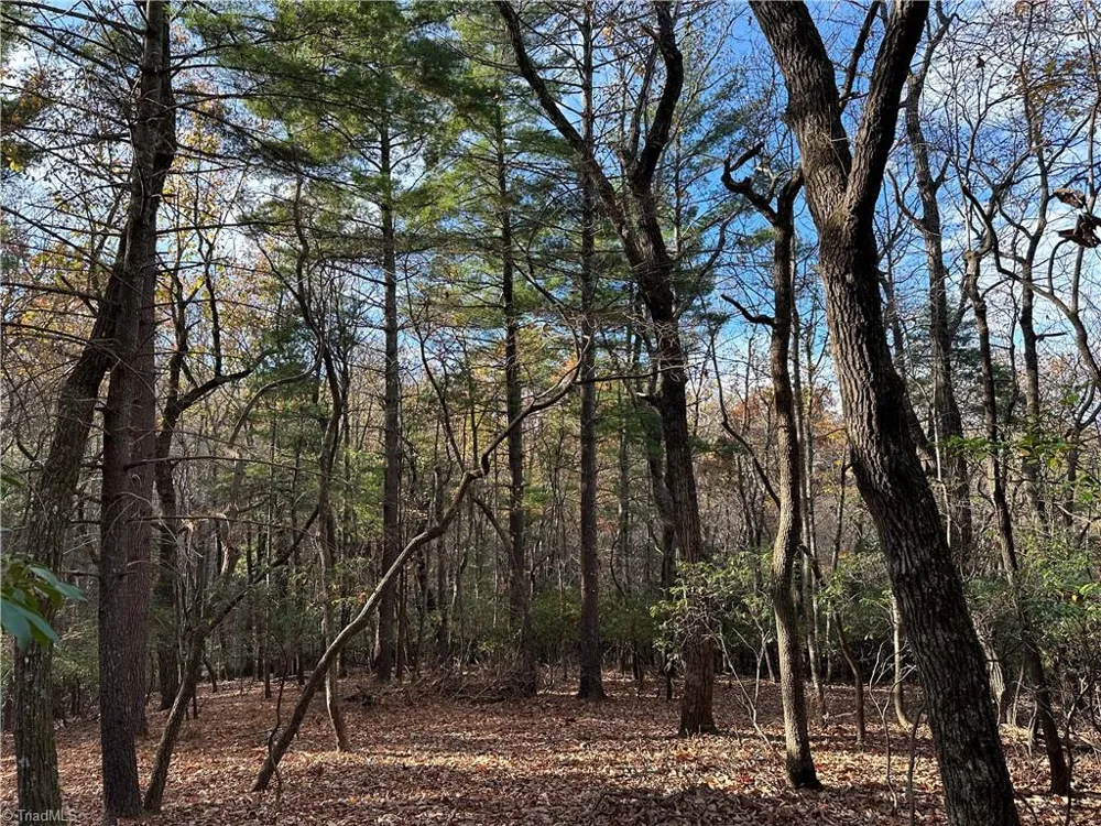 TBD Courtland Lane Lowgap, NC 27024