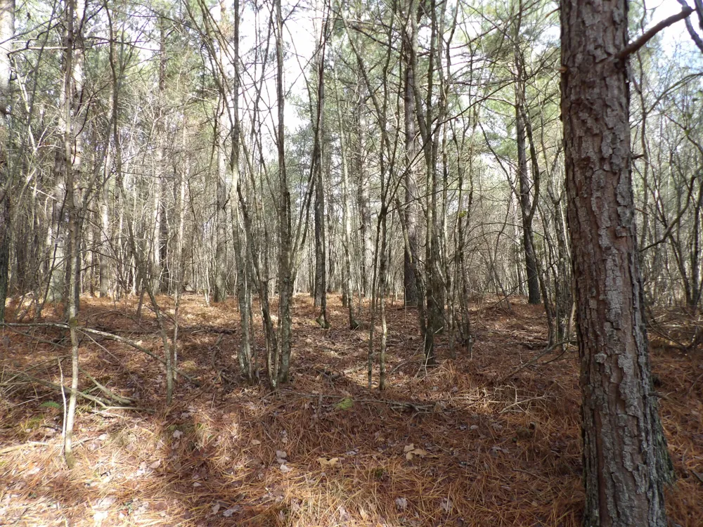 340 Randell Harris Road Evensville, TN 37332