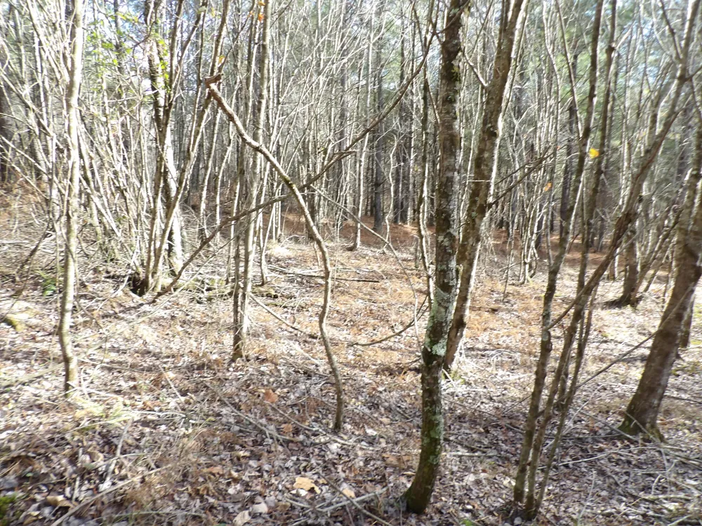 340 Randell Harris Road Evensville, TN 37332