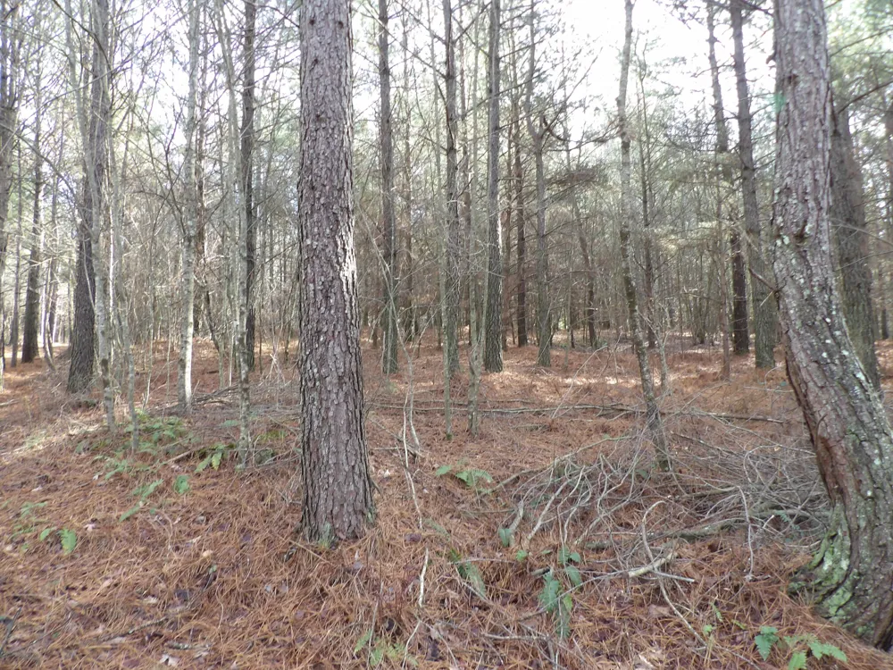 340 Randell Harris Road Evensville, TN 37332