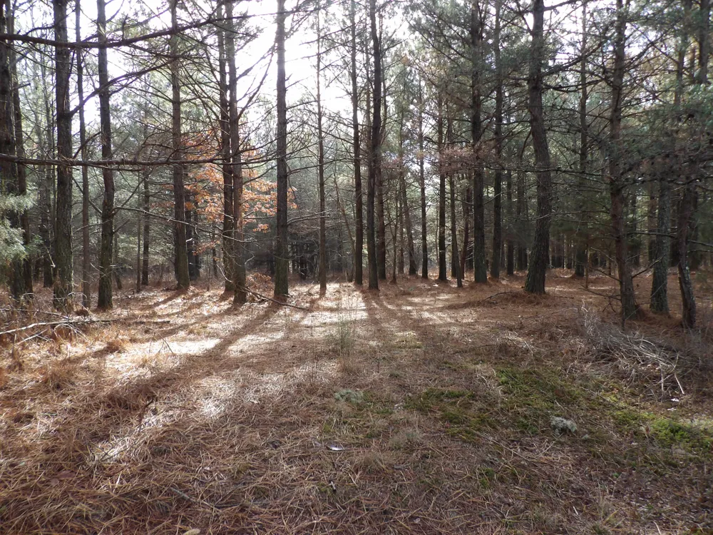 340 Randell Harris Road Evensville, TN 37332