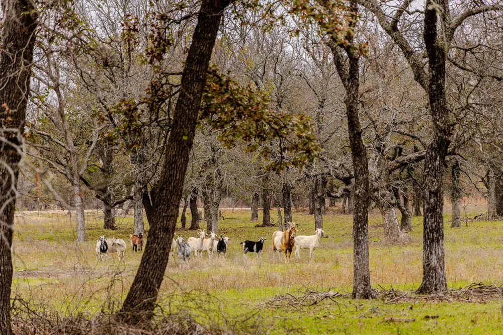 2946 FM 52 Graford, TX 76449