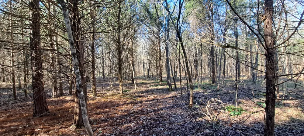 0 NW Piney Road Dickson, TN 37055