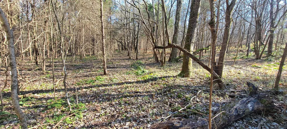 0 NW Piney Road Dickson, TN 37055