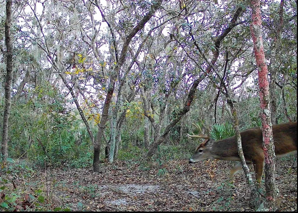 4125 TIGER CREEK TRL Lake Wales, FL 33898