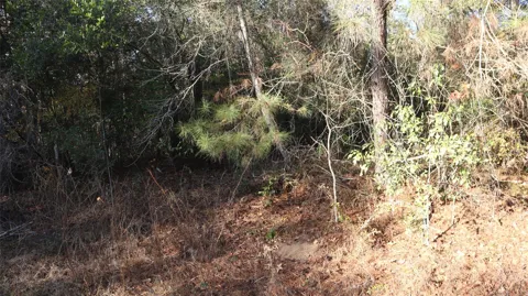 Pin Tail Drive
