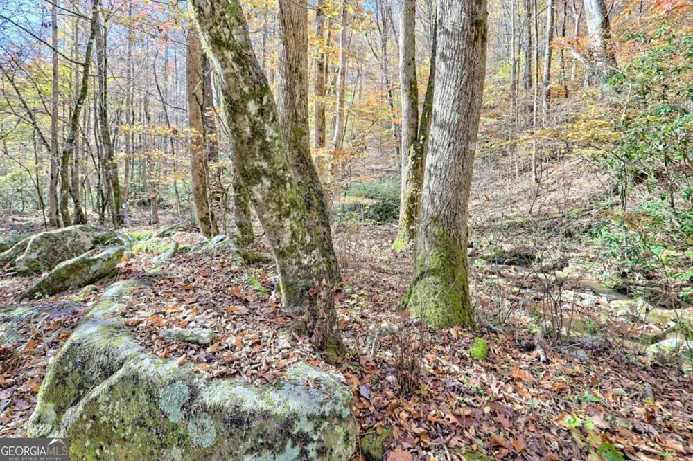 1307 Clear Creek RD Hayesville, NC 28904