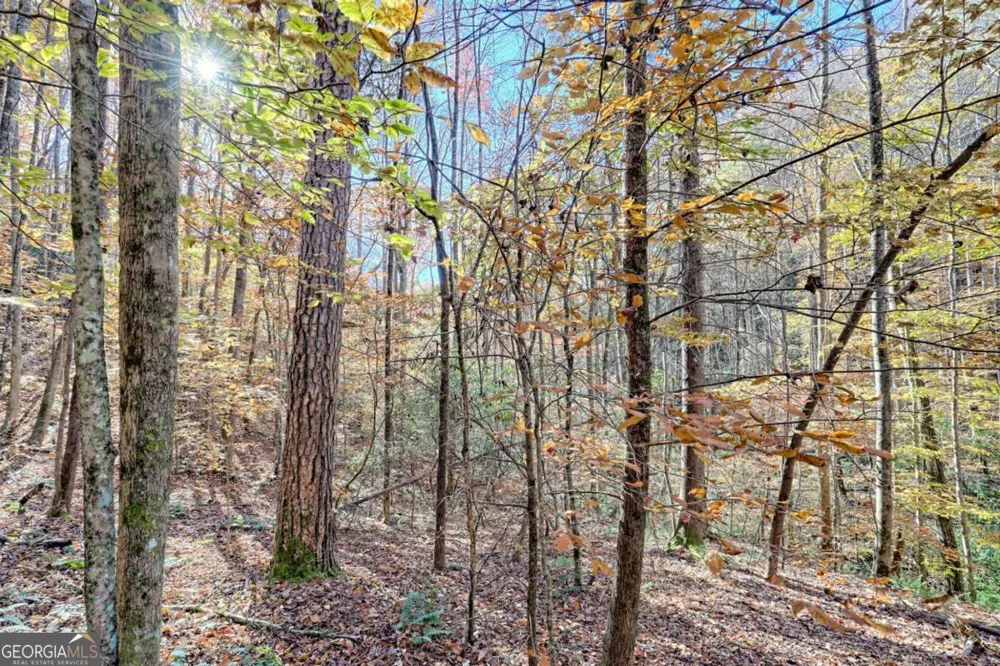 1307 Clear Creek RD Hayesville, NC 28904