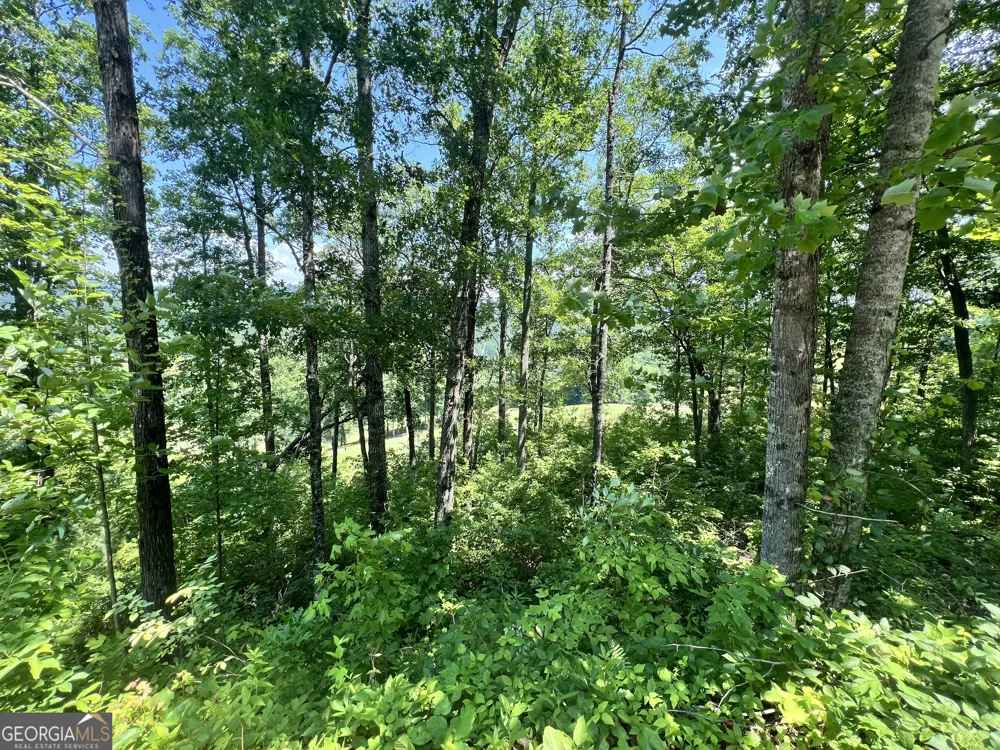 J35 Bent Grass Clayton, GA 30525