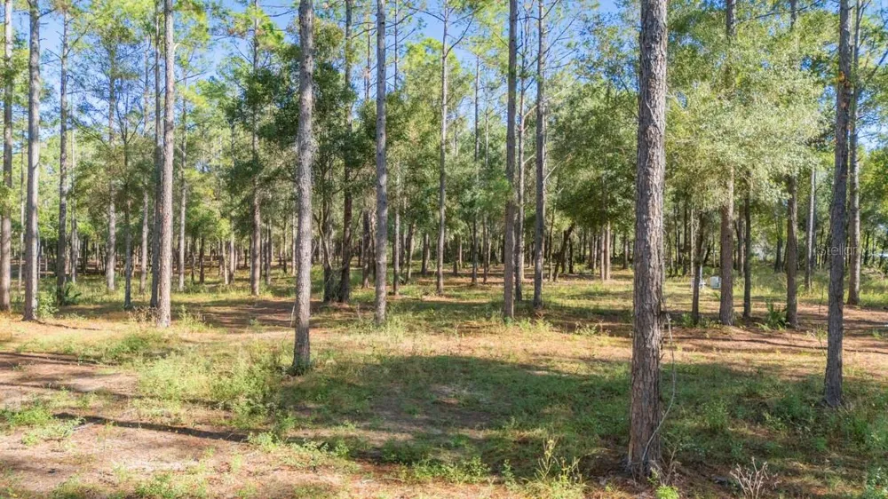 24250 DEEP SPRINGS LOOP Eustis, FL 32736