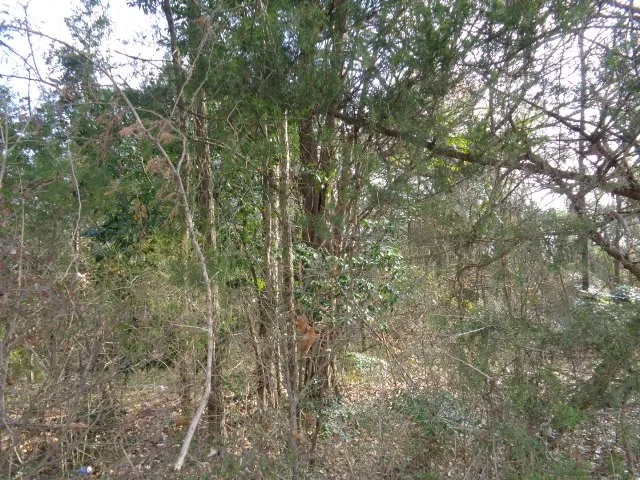 CR 4870 Winnsboro, TX 75494
