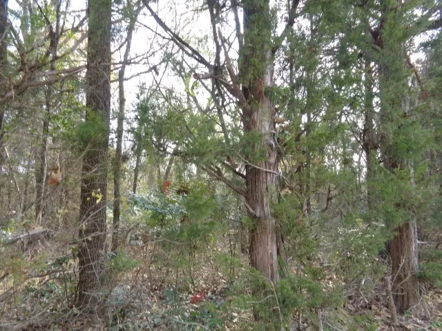 CR 4870 Winnsboro, TX 75494