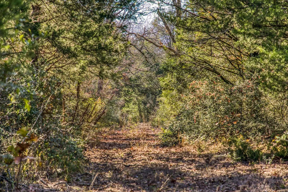 1967 Fm 489 Oakwood, TX 75855