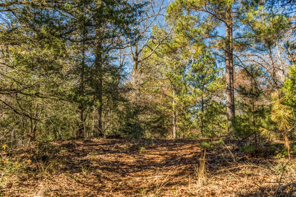 1967 Fm 489 Oakwood, TX 75855