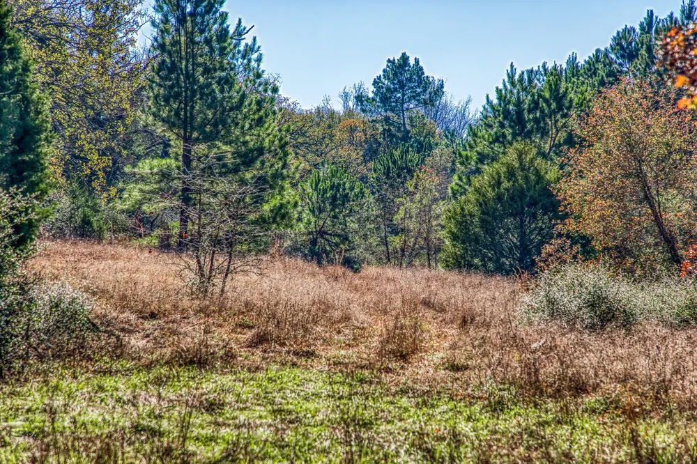 1967 Fm 489 Oakwood, TX 75855