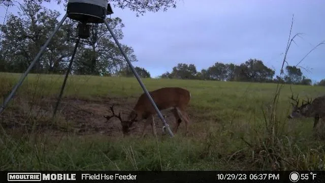 1967 Fm 489 Oakwood, TX 75855