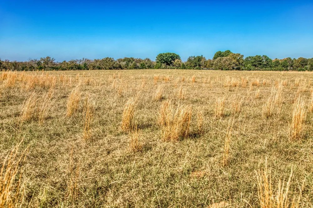 1967 Fm 489 Oakwood, TX 75855