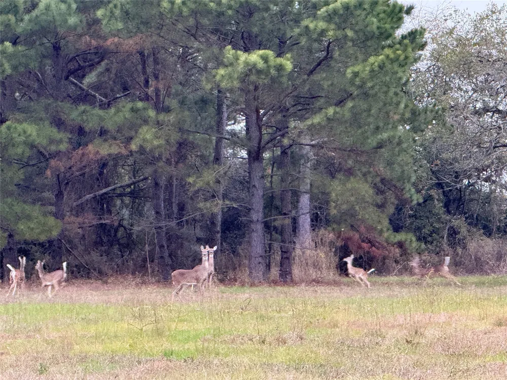 CR 204 Centerville, TX 75833