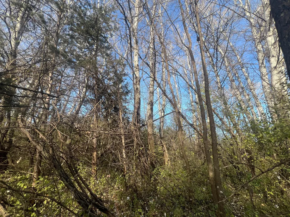 TBD 72nd St. SW Howard Lake, MN 55349