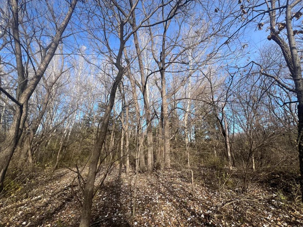 TBD 72nd St. SW Howard Lake, MN 55349