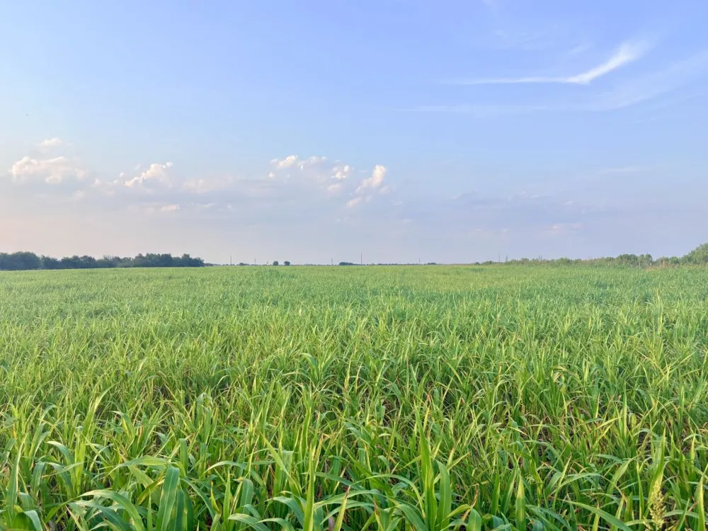 366 County Road 123 Buckholts, TX 76518