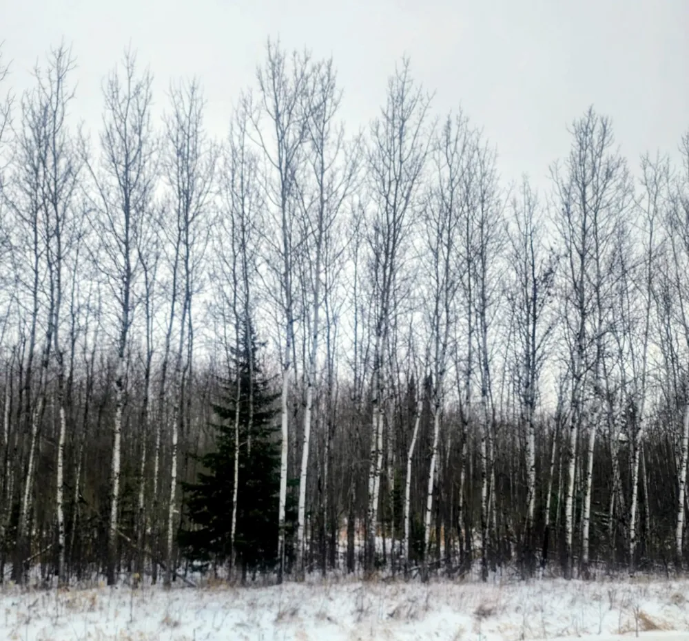 17 E  TBD County Road Mizpah, MN 56660