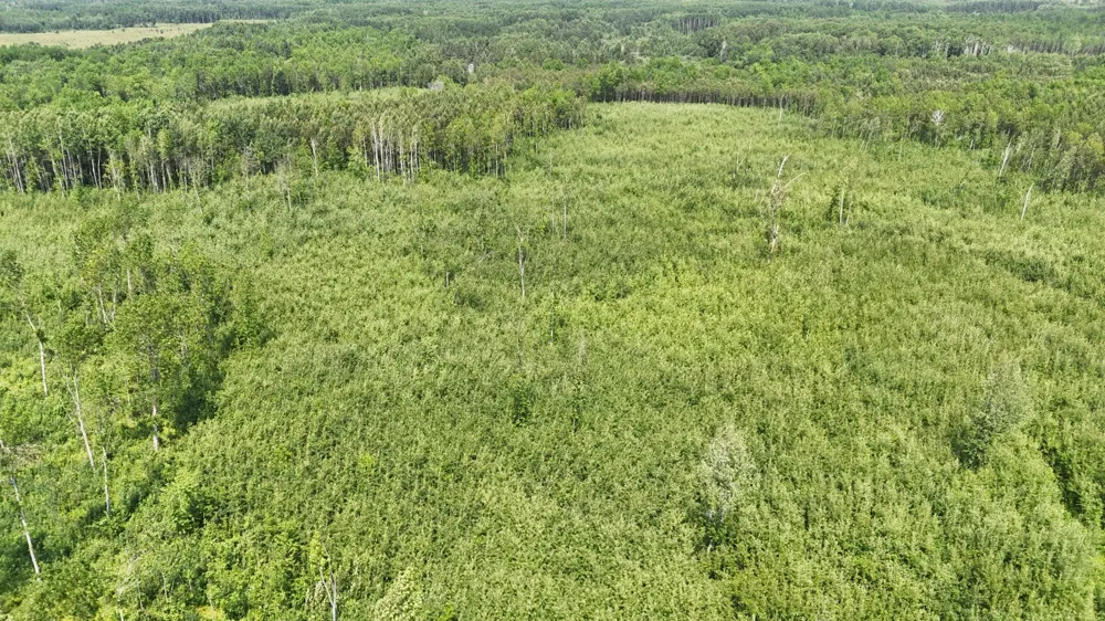 17 E  TBD County Road Mizpah, MN 56660