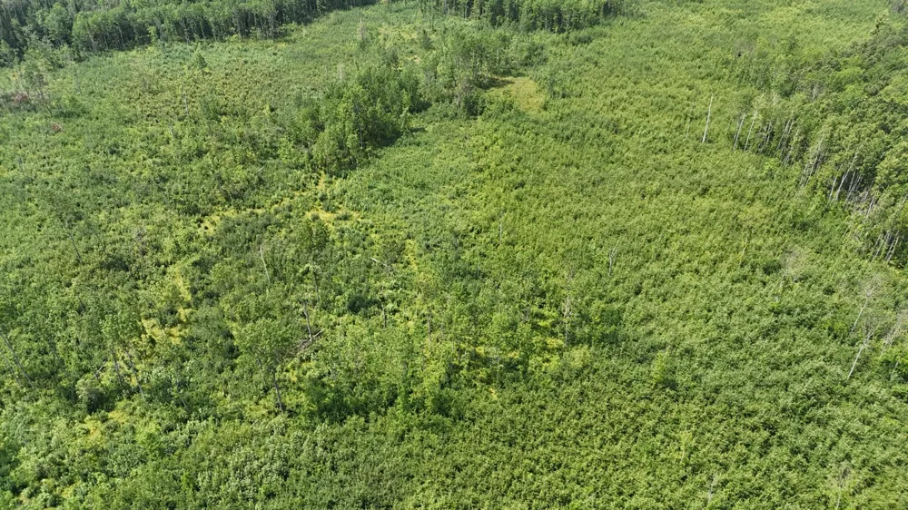 17 E  TBD County Road Mizpah, MN 56660