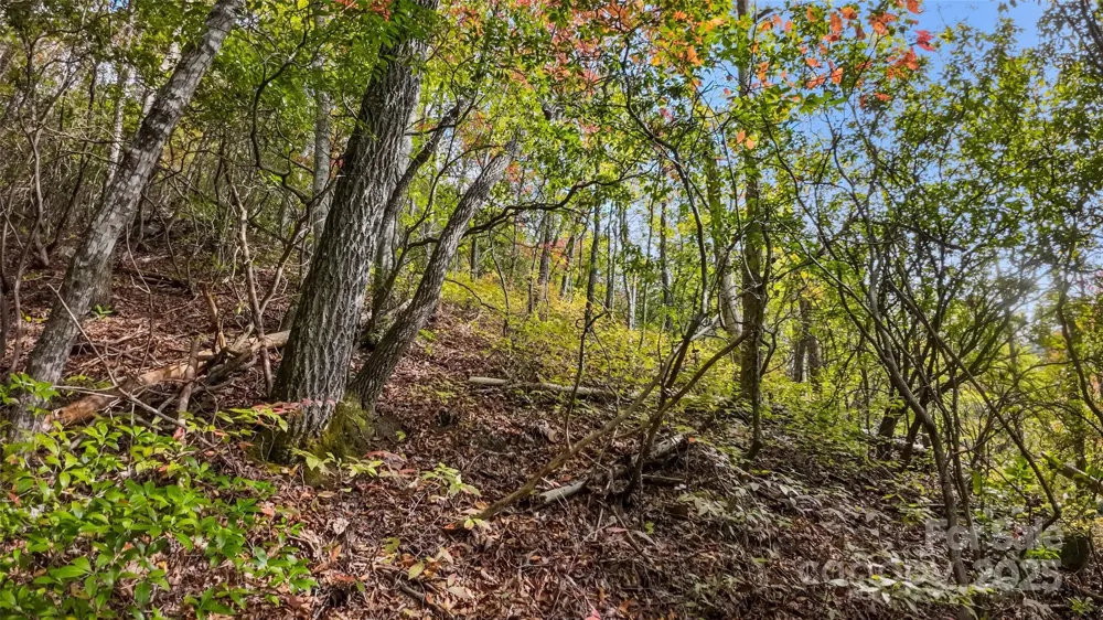 99999 Chastain Road Scaly Mountain, NC 28775